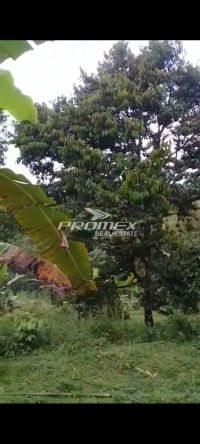 dijual-villa-dan-kebun-durian-jonggol