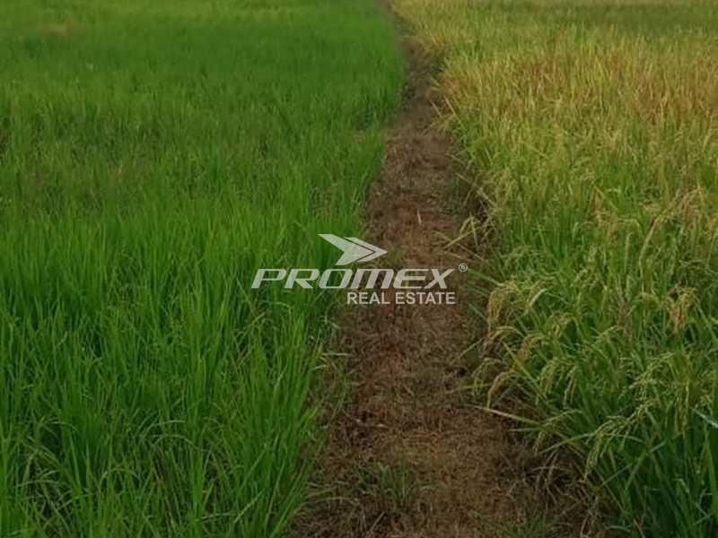 dijual-murah-tanah-area-kab-kutai-kartanegara-kalimantan-timur
