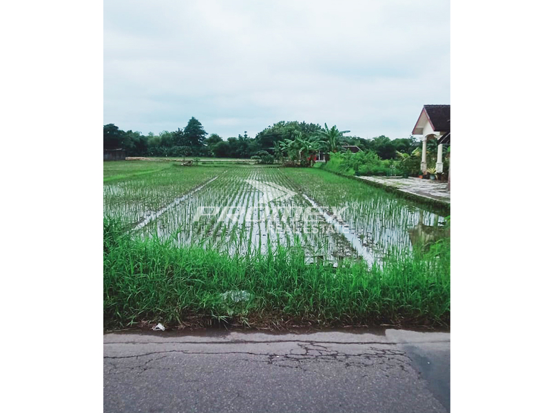 dijual-tanah-sawah-di-delanggu-klaten