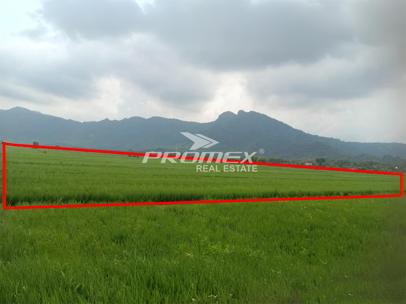 dijual-tanah-sawah-di-desa-pule-wongiri