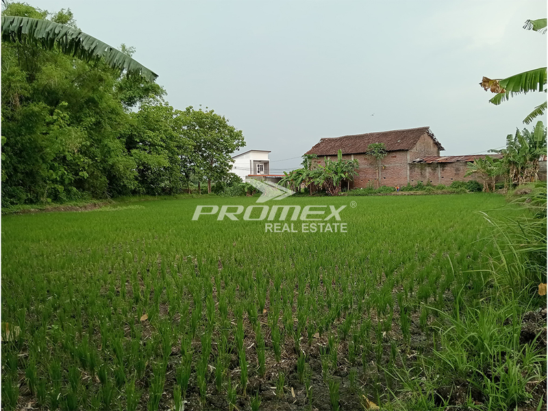 dijual-tanah-sawah-di-plupuh-sragen