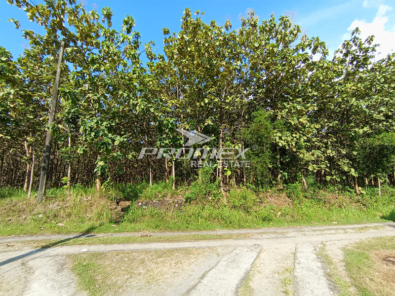 dijual-tanah-pekarangan-bonus-pohon-jati-di-plupuh-sragen