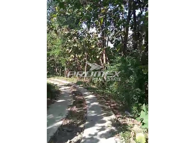 dijual-hutan-jati-di-dusun-tanjung-boyolali
