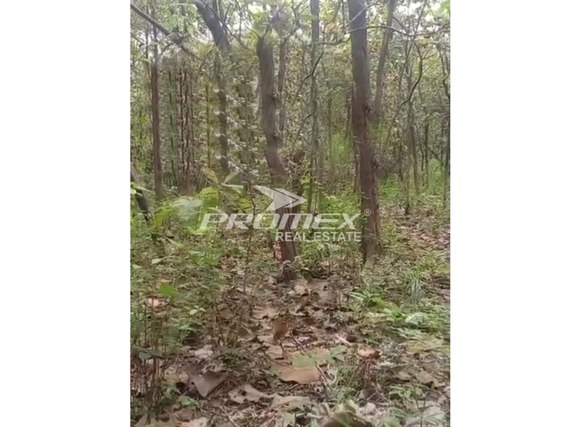 dijual-hutan-jati-di-desa-ngebung-sragen