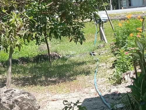 dijual-tanah-lokasi-oekabiti