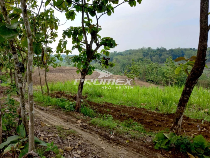 dijual-tanah-luas-di-sumberlawang-sragen